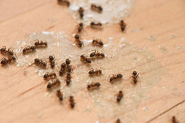 Best Wildlife Control Services  in Highland Heights, OH